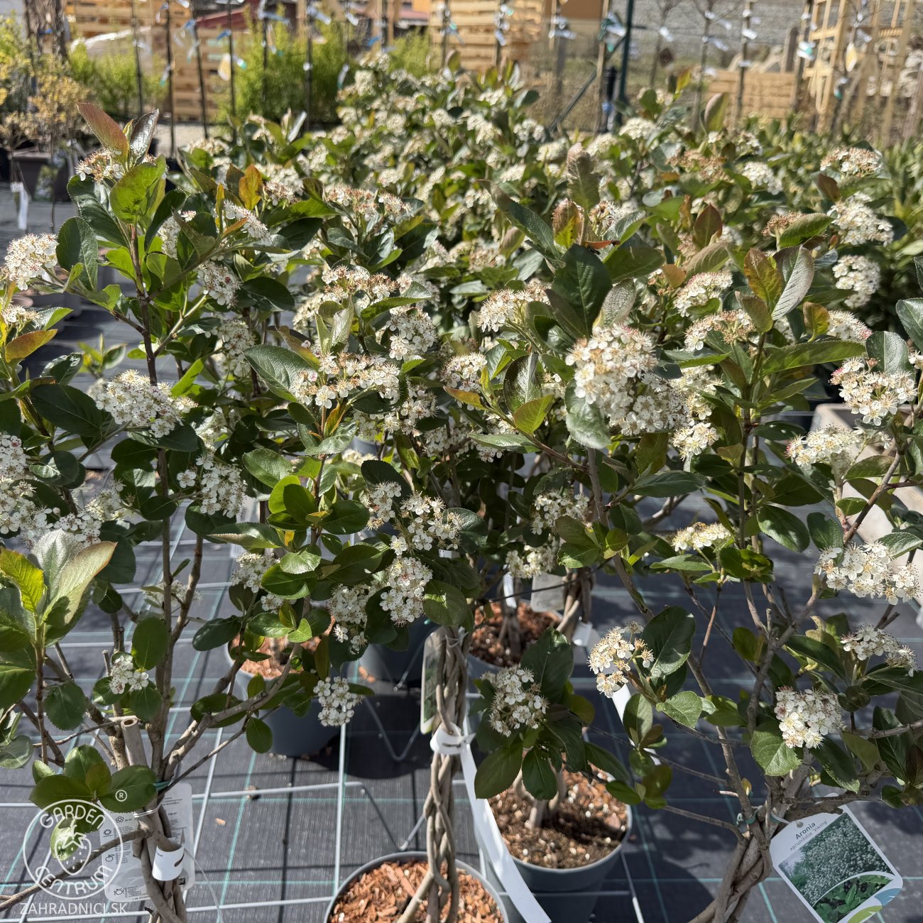 Obrázok Arónia čerešňolistá (Aronia × prunifolia) ´VIKING´ - výška 90-100 cm, kont. C3L - TOČENÝ KMEŇ, VIACKMENNÁ